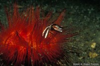 Red Flame Boxfish