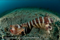 Tiger Mantis Shrimp