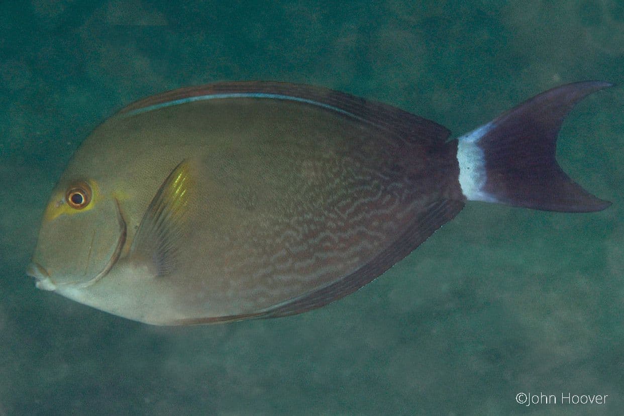 copyright Lembeh Resort