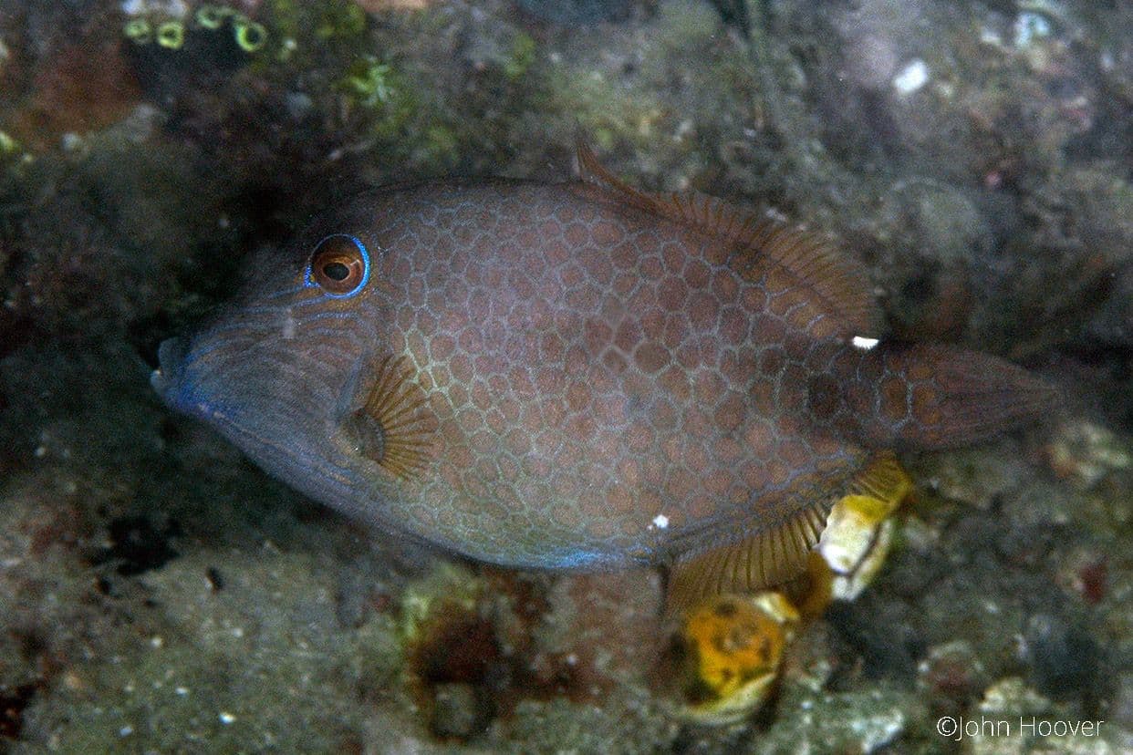 copyright Lembeh Resort