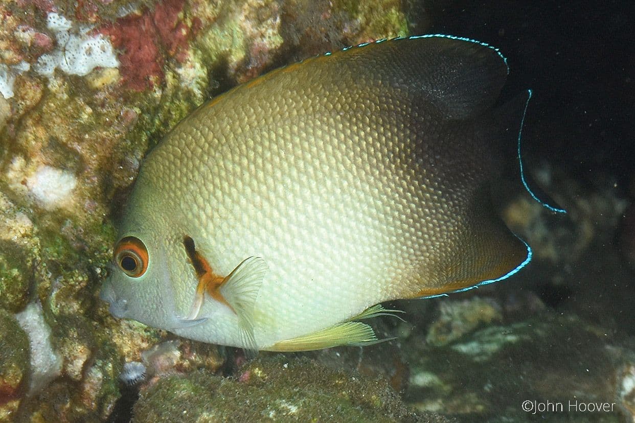 copyright Lembeh Resort