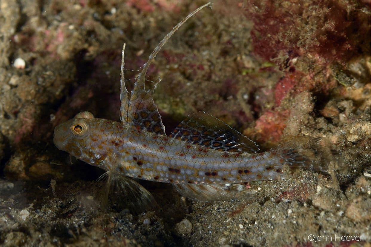 copyright Lembeh Resort