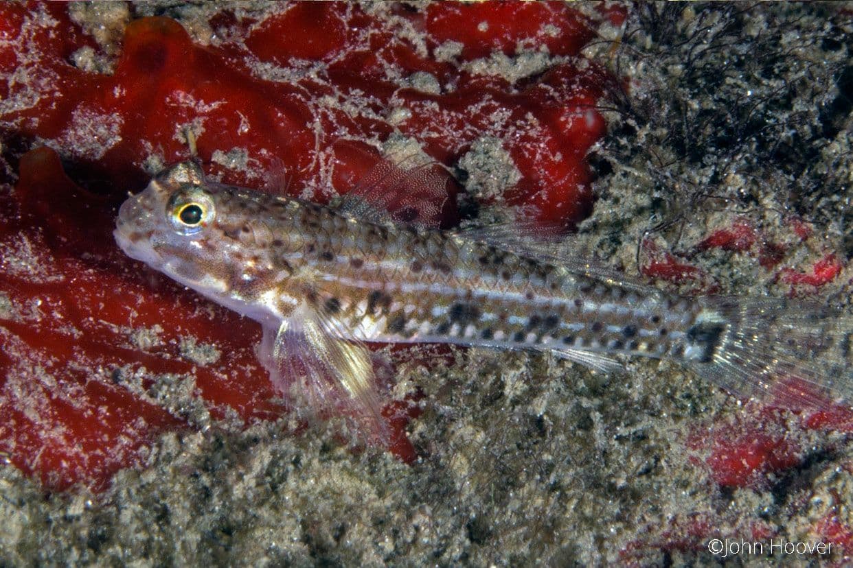 copyright Lembeh Resort