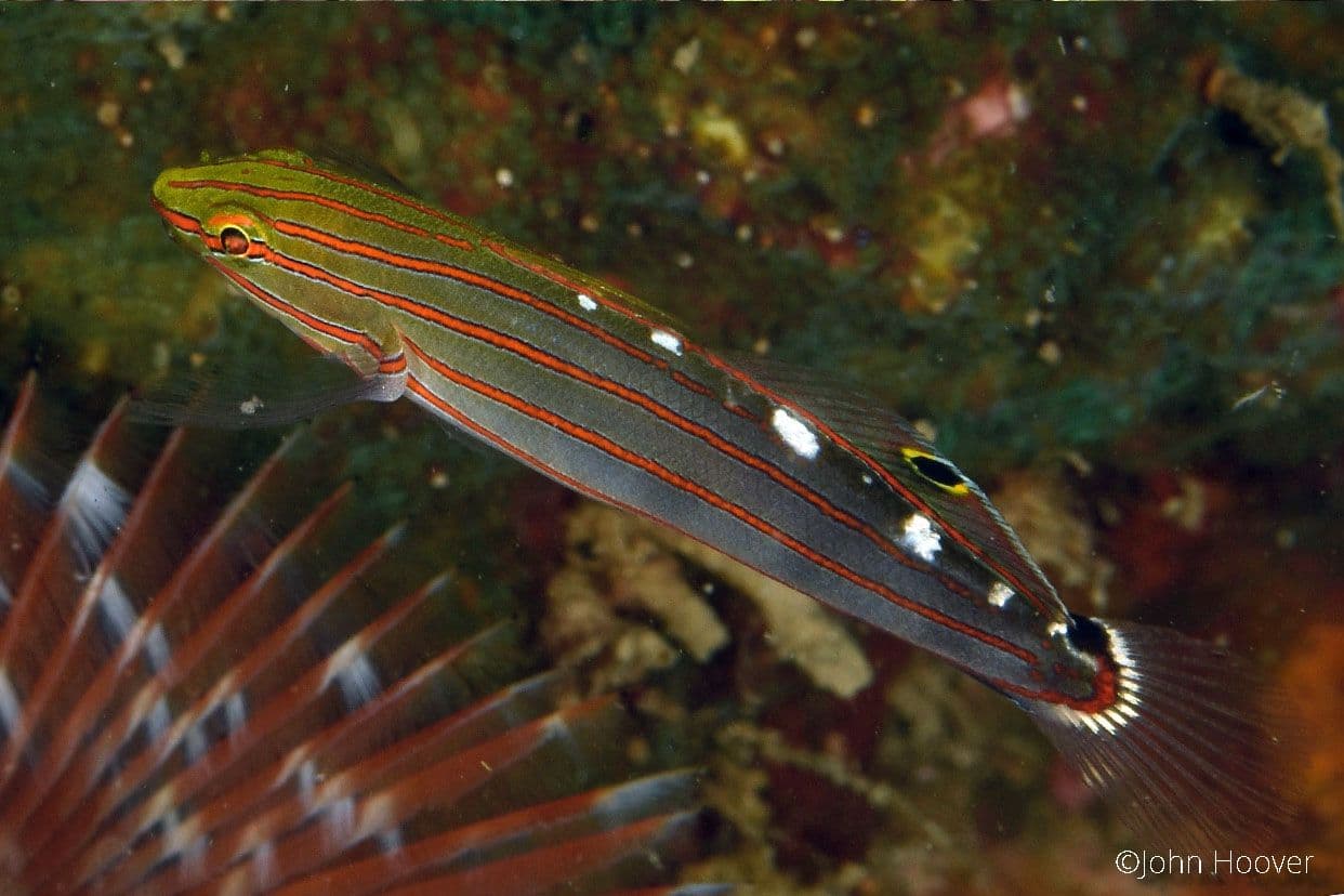 copyright Lembeh Resort