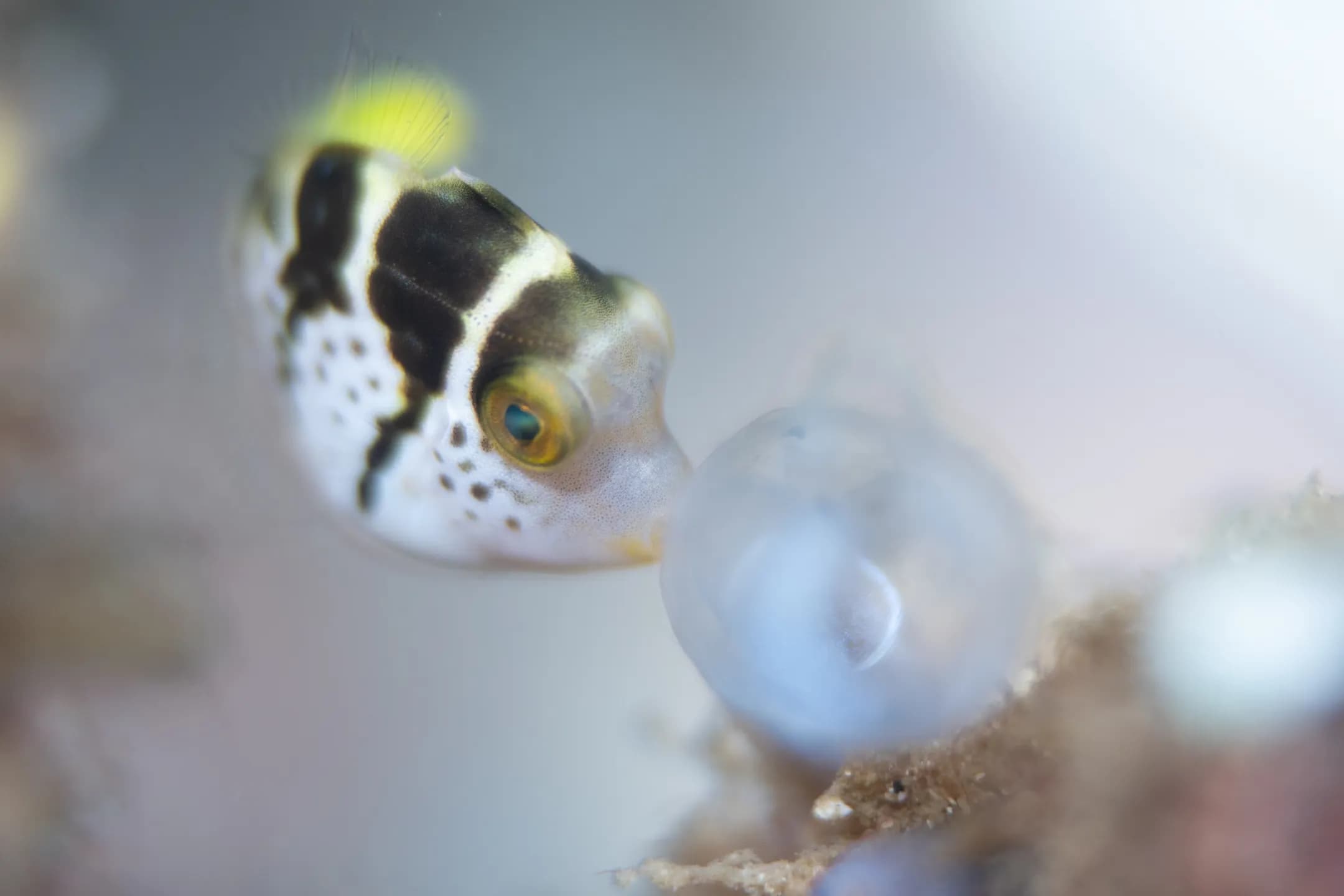 blacksaddle-filefish-ross-makulec-1