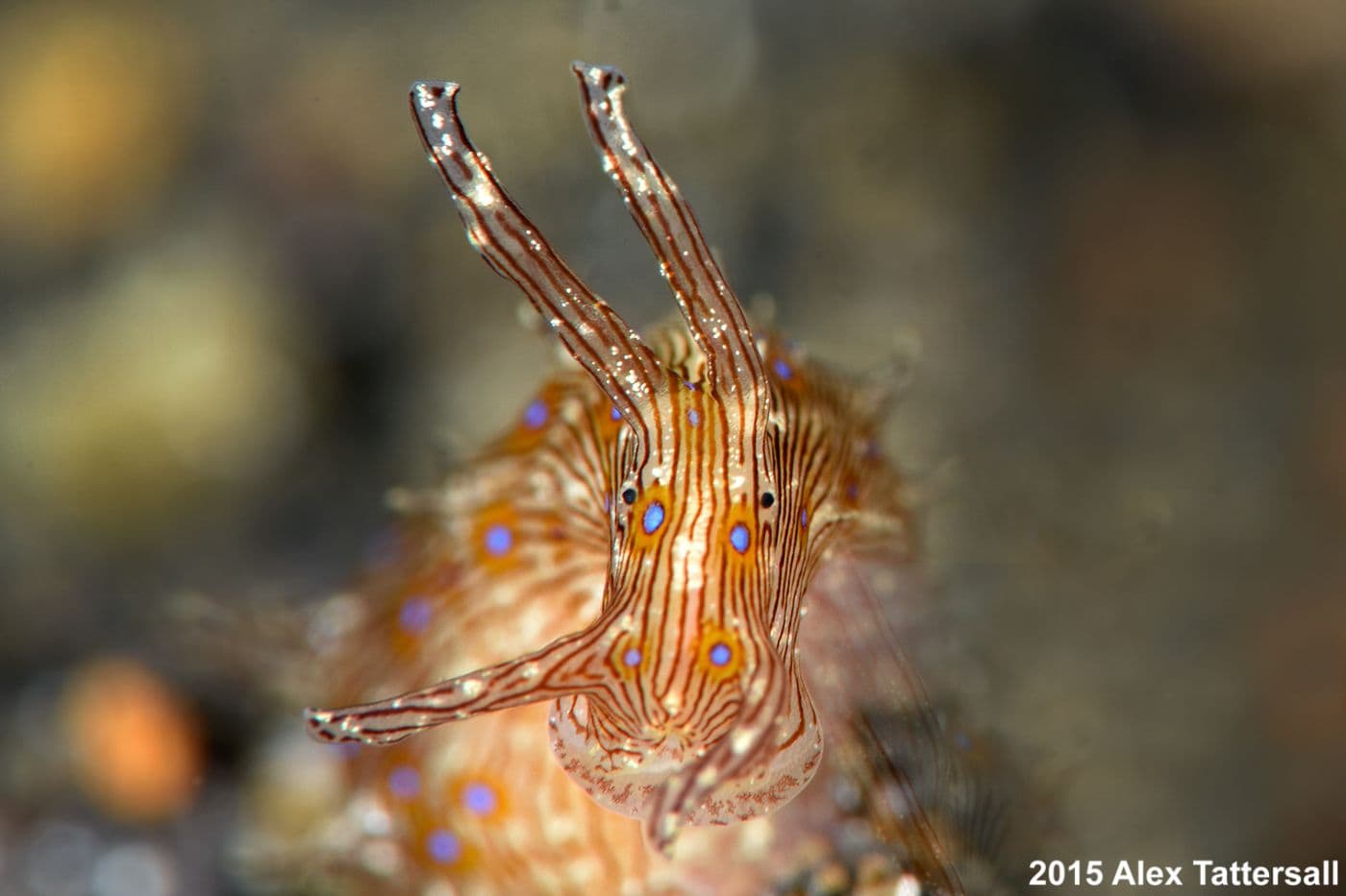 copyright Lembeh Resort