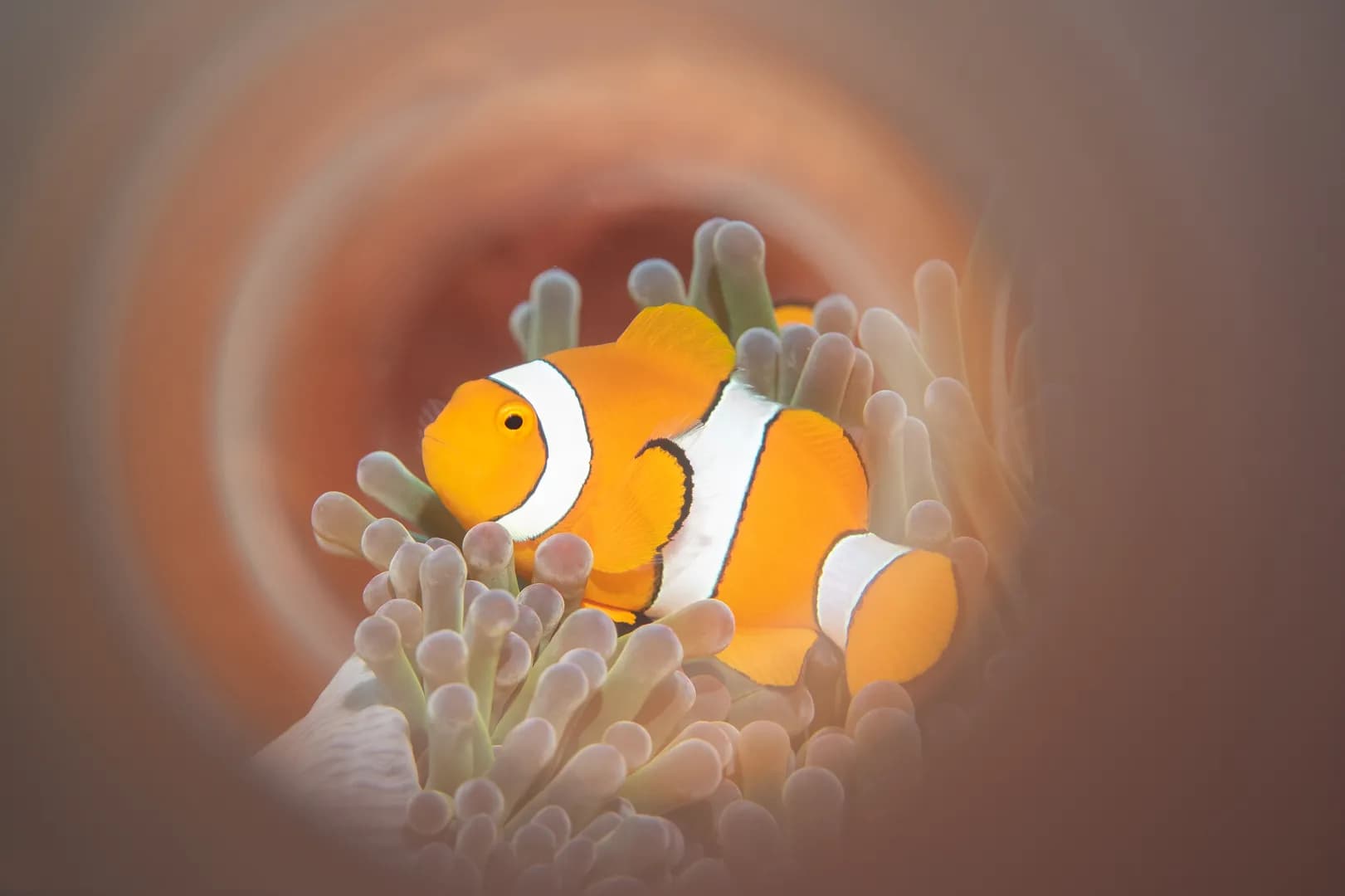 1_Anemonefish.jpg