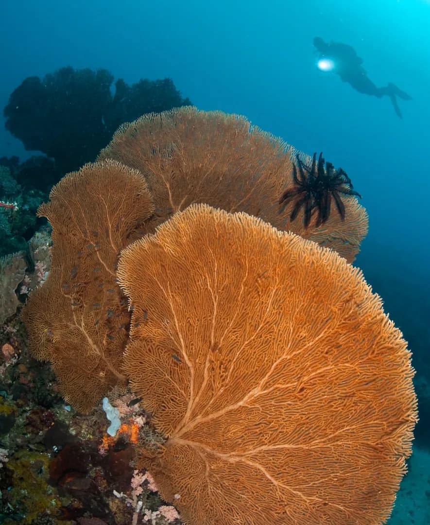 1_Around Lembeh.jpg