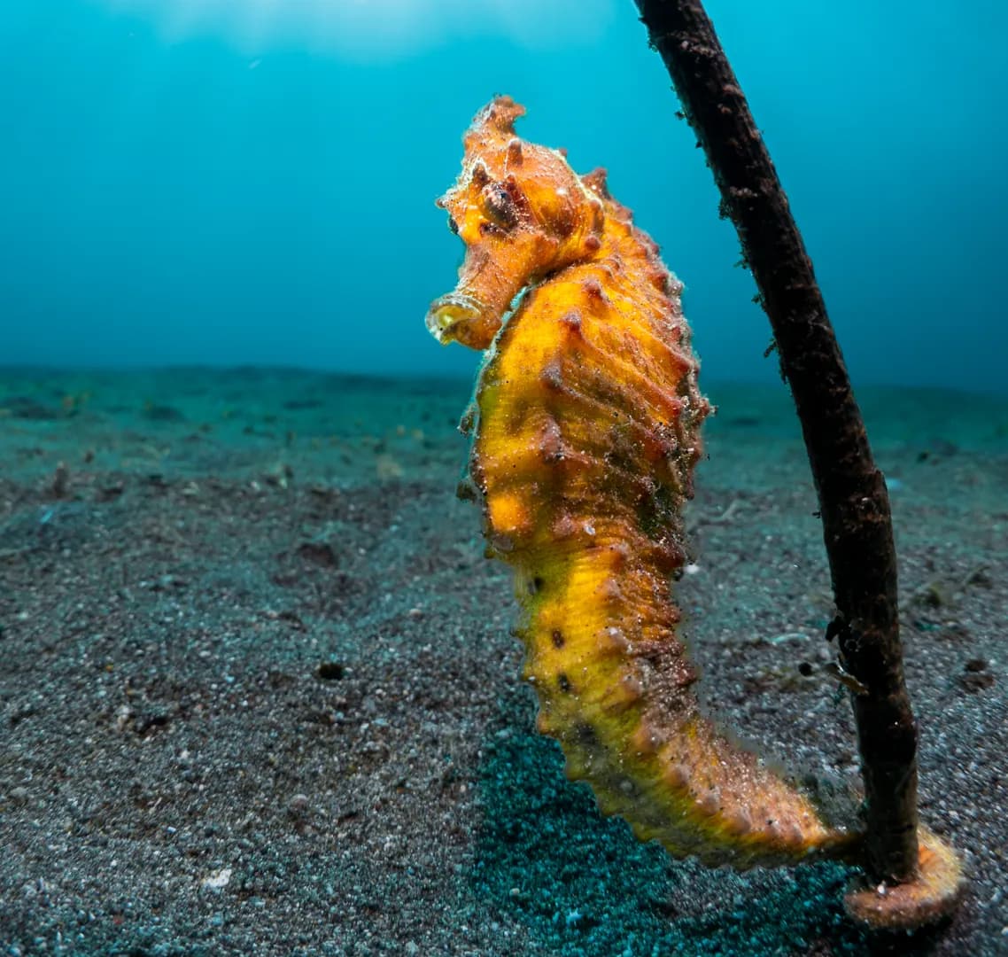 1_CFWA Seahorse.jpg