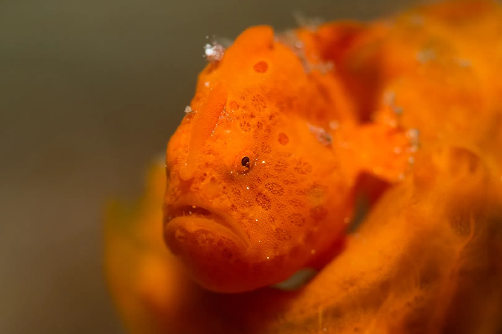 1_frogfish.jpg