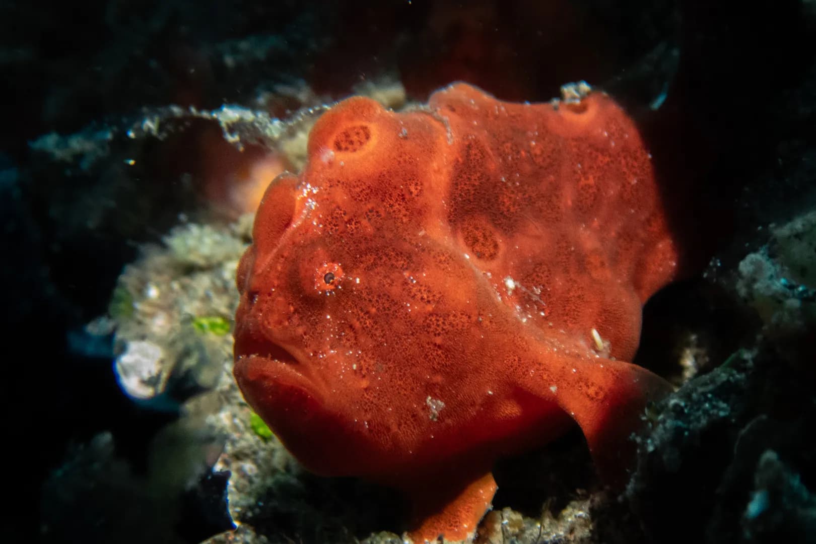 frogfish