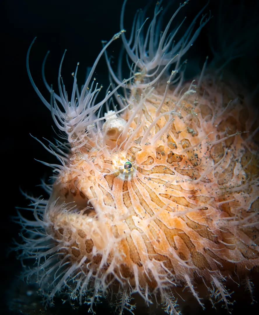 hairy frogfish