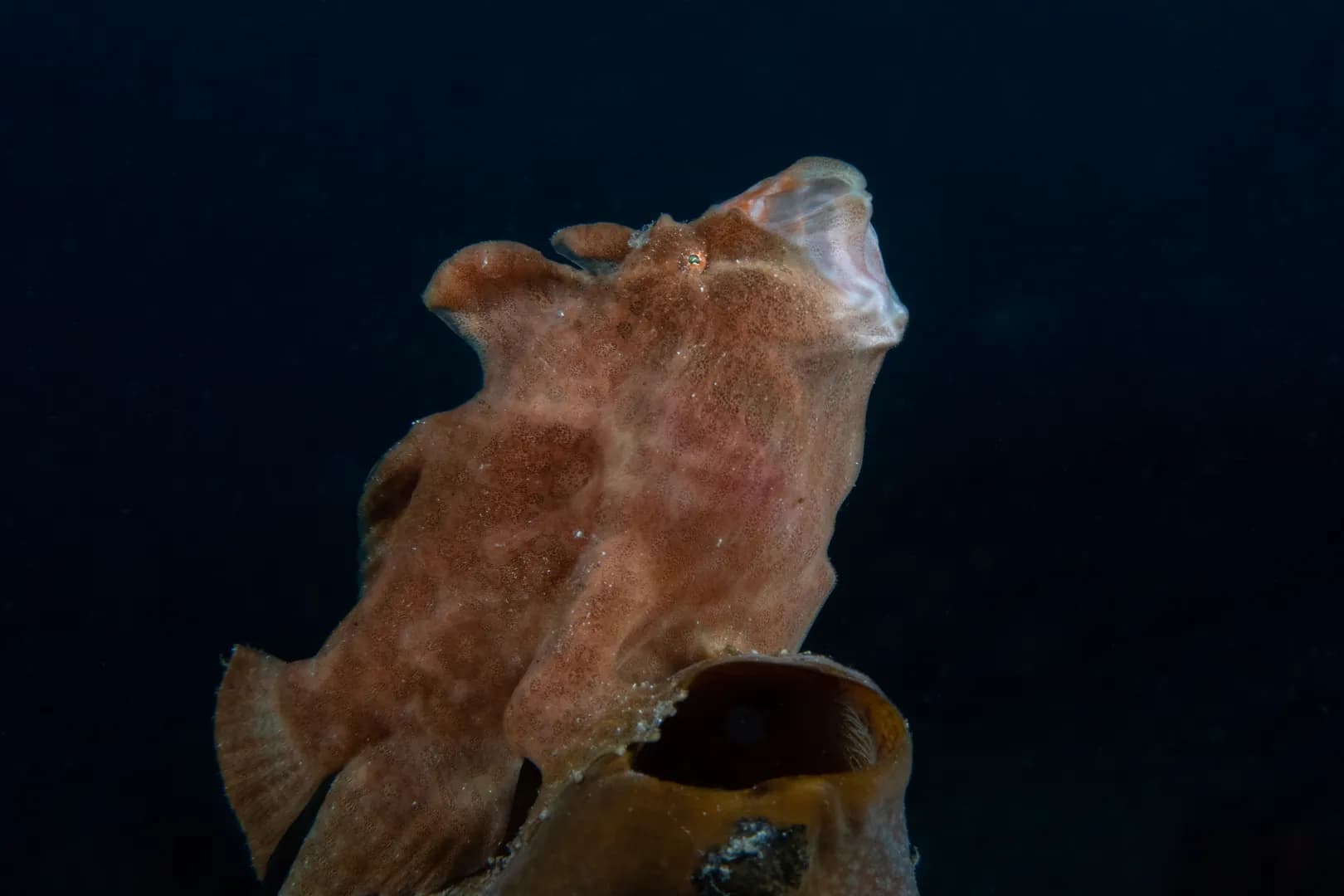 howling-frogfish-rey