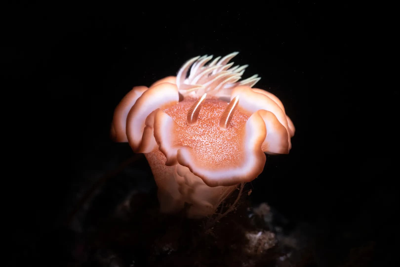 nudibranch