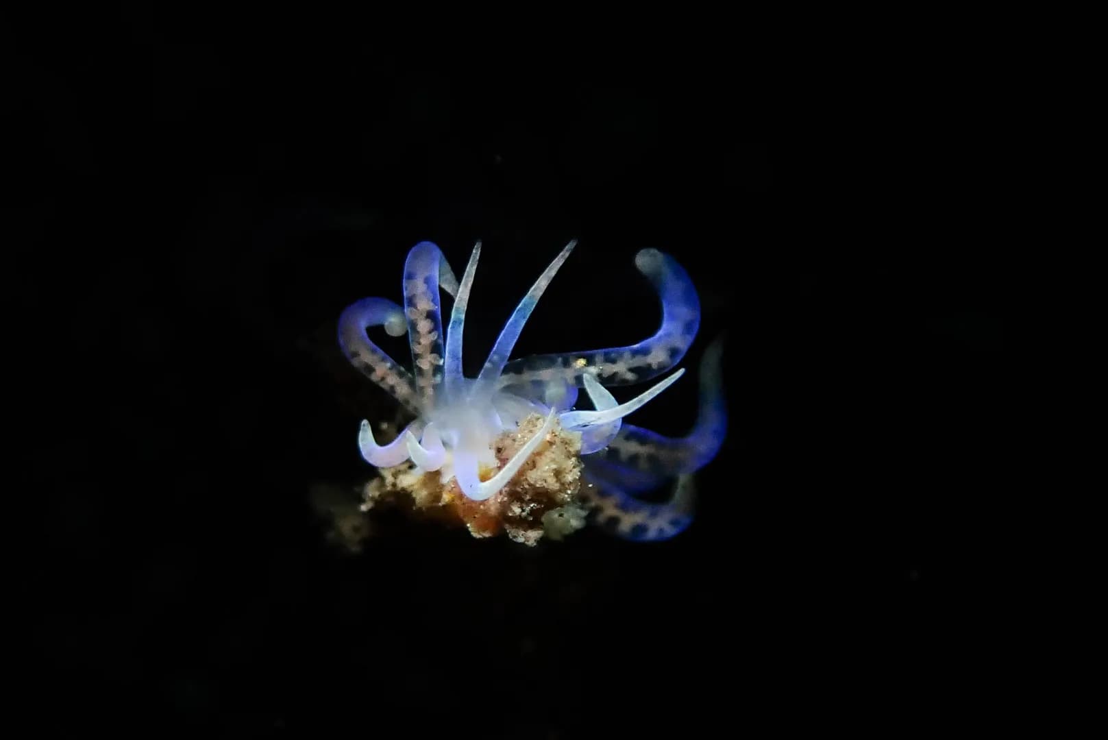 1_Nudibranch.jpg