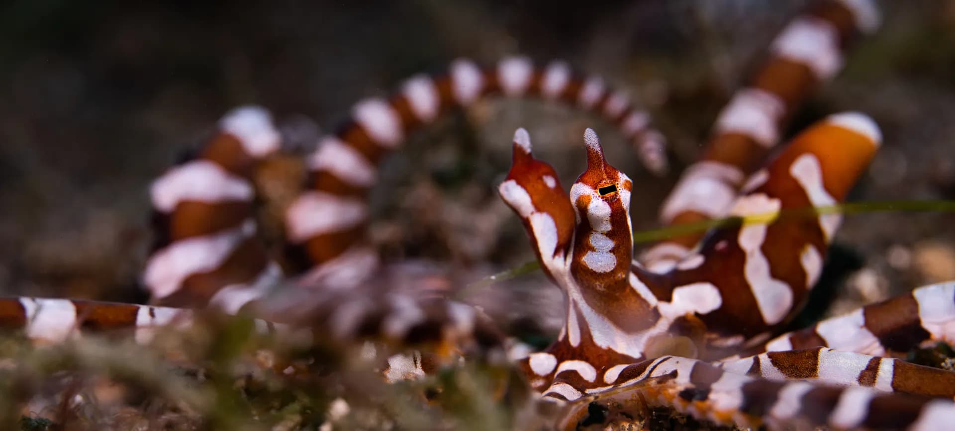 1_Wunderpus.jpg