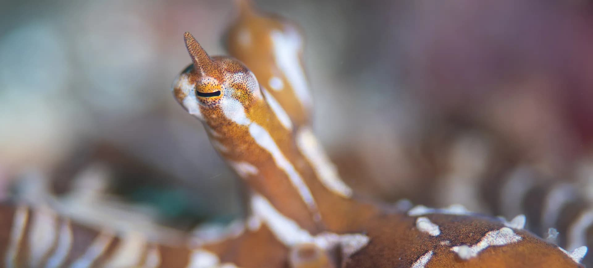 1_Wunderpus.jpg