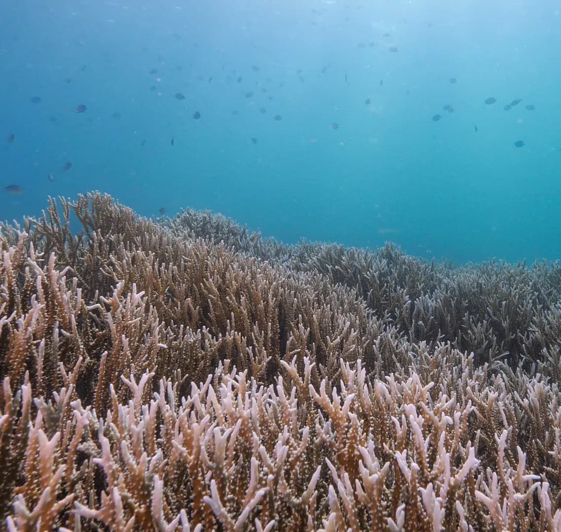 2_Acropora.jpg