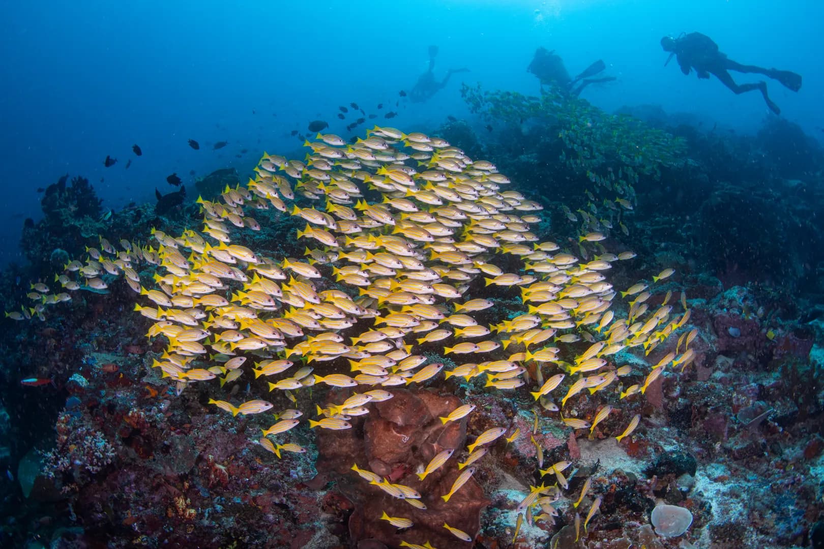 Diving Bangka