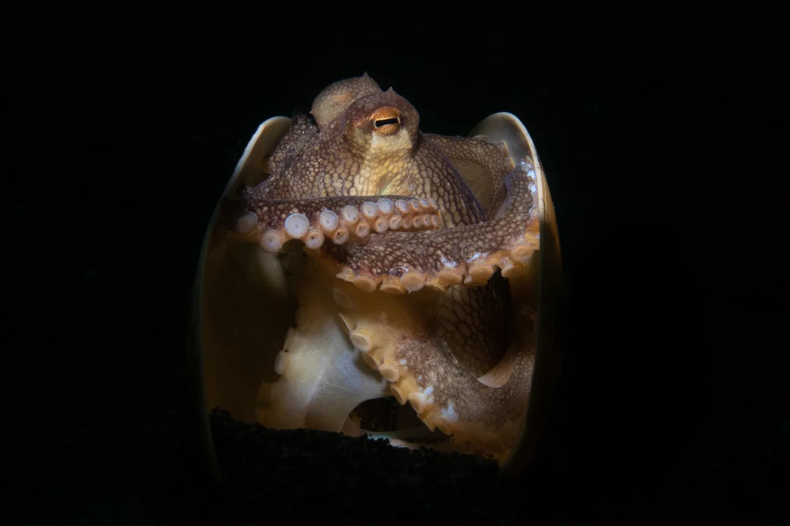 2_Coconut Octopus.jpg