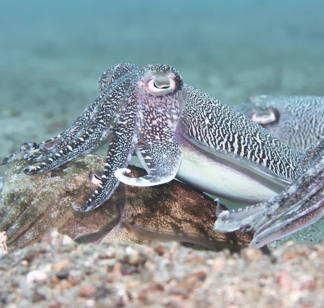 2_Cuttlefish.jpg