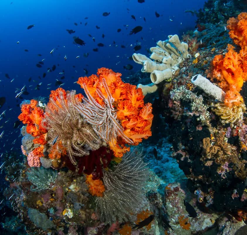 2_Lembeh Reef.jpg