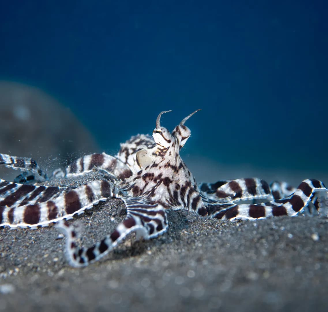 2_Mimic Octopus.jpg