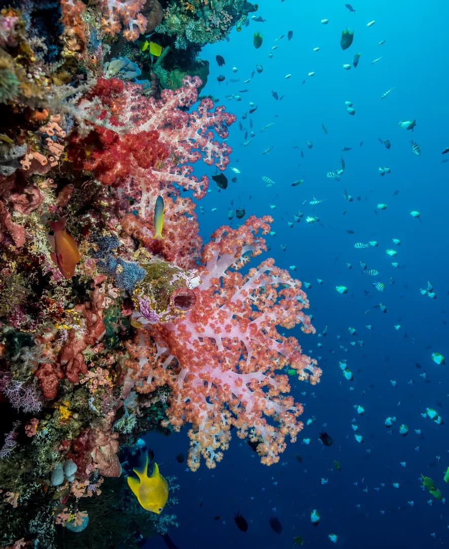 2_North Lembeh.jpg