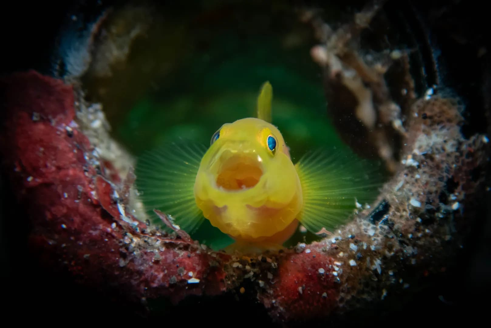 pygmy goby