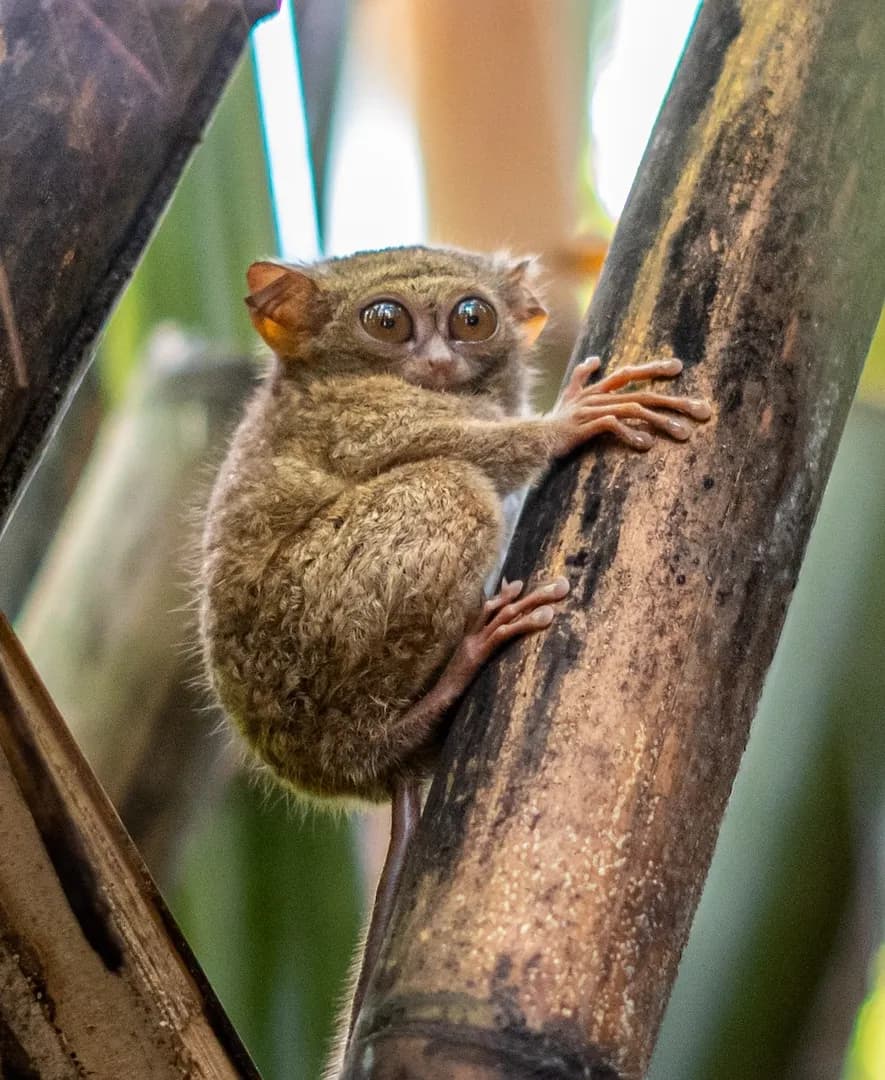 tarsier