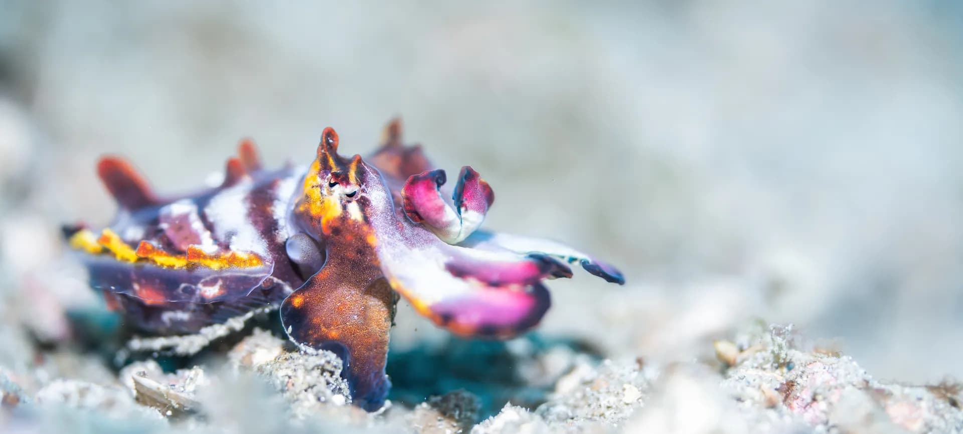 3_Flamboyant Cuttlefish.jpg