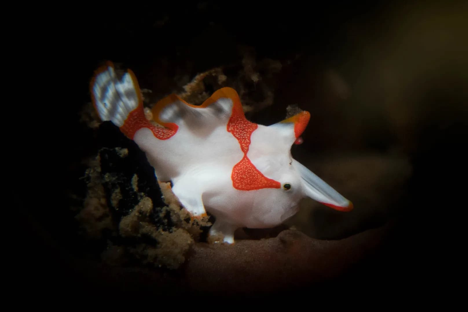 3_Frogfish.jpg