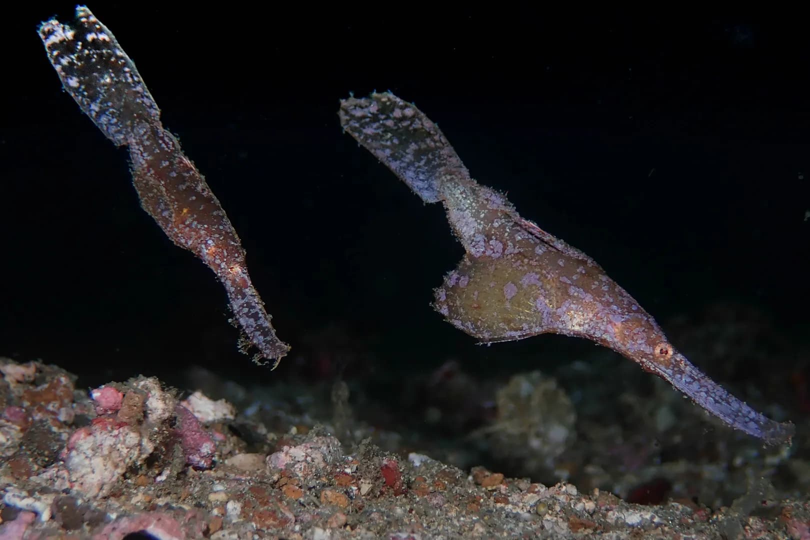 3_Ghost Pipefish.jpg