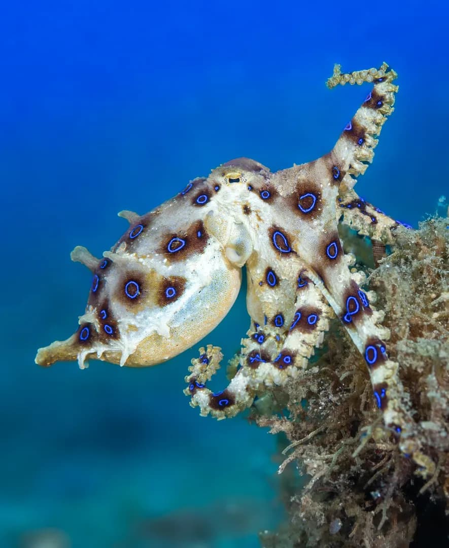 Diving Lembeh - Blue Ringed Octopus