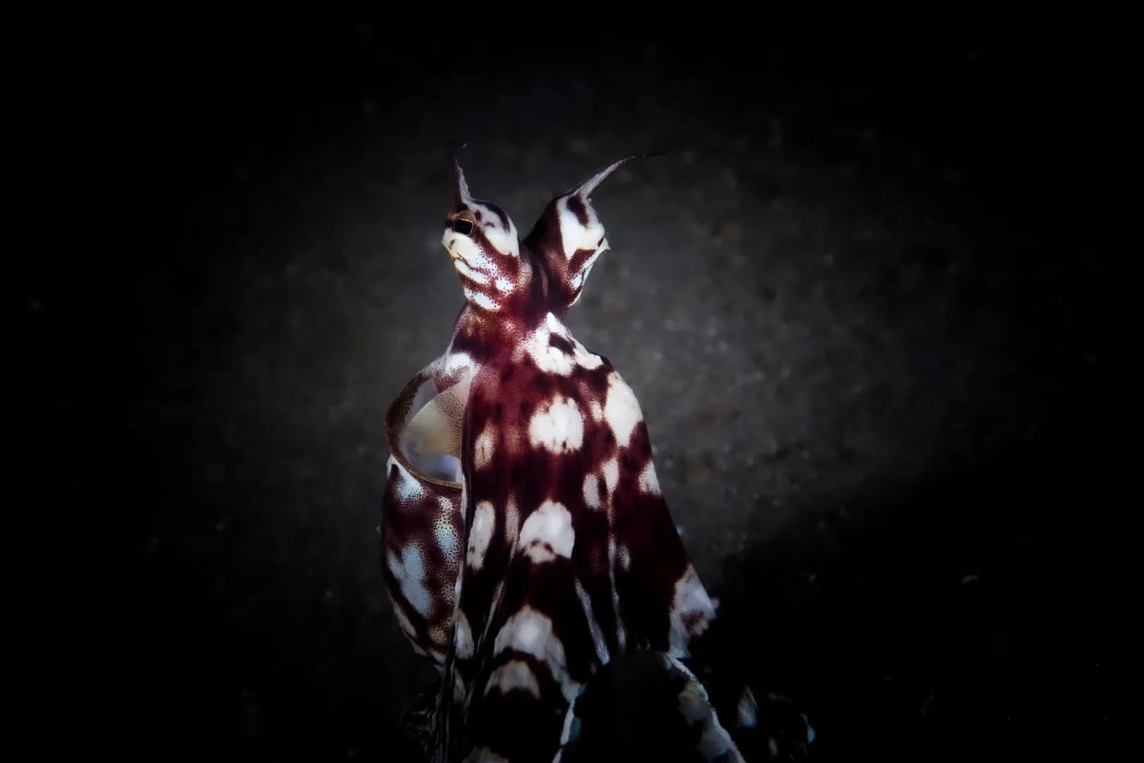 3_Mimic Octopus.jpg