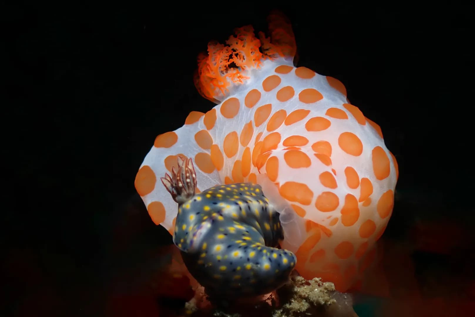 3_Nudibranch.jpg