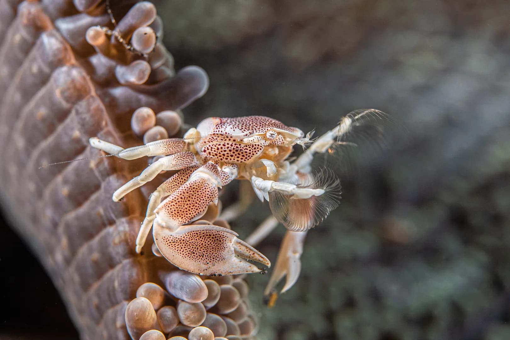 3-porcelain-crab-ramly