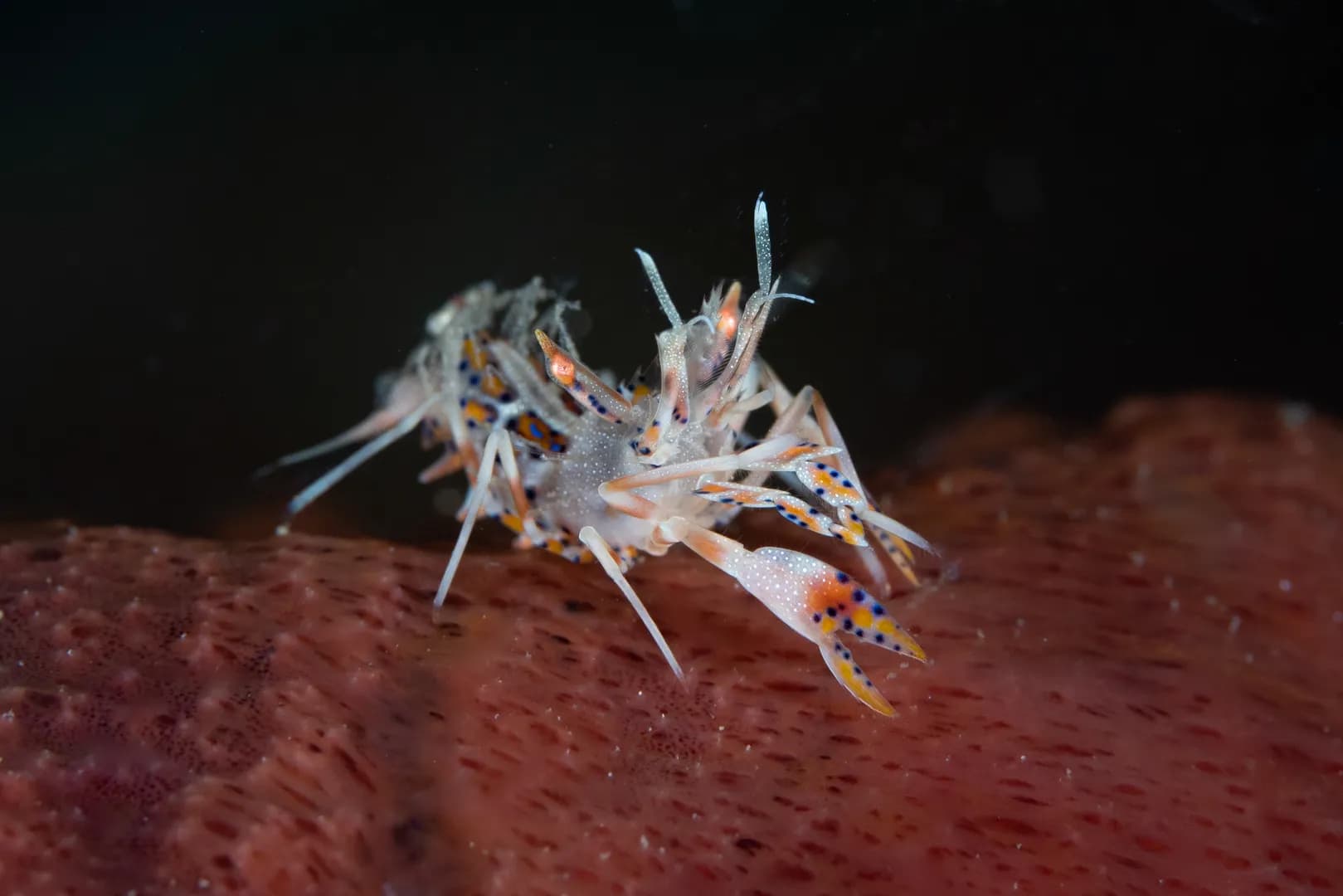 tiger shrimp