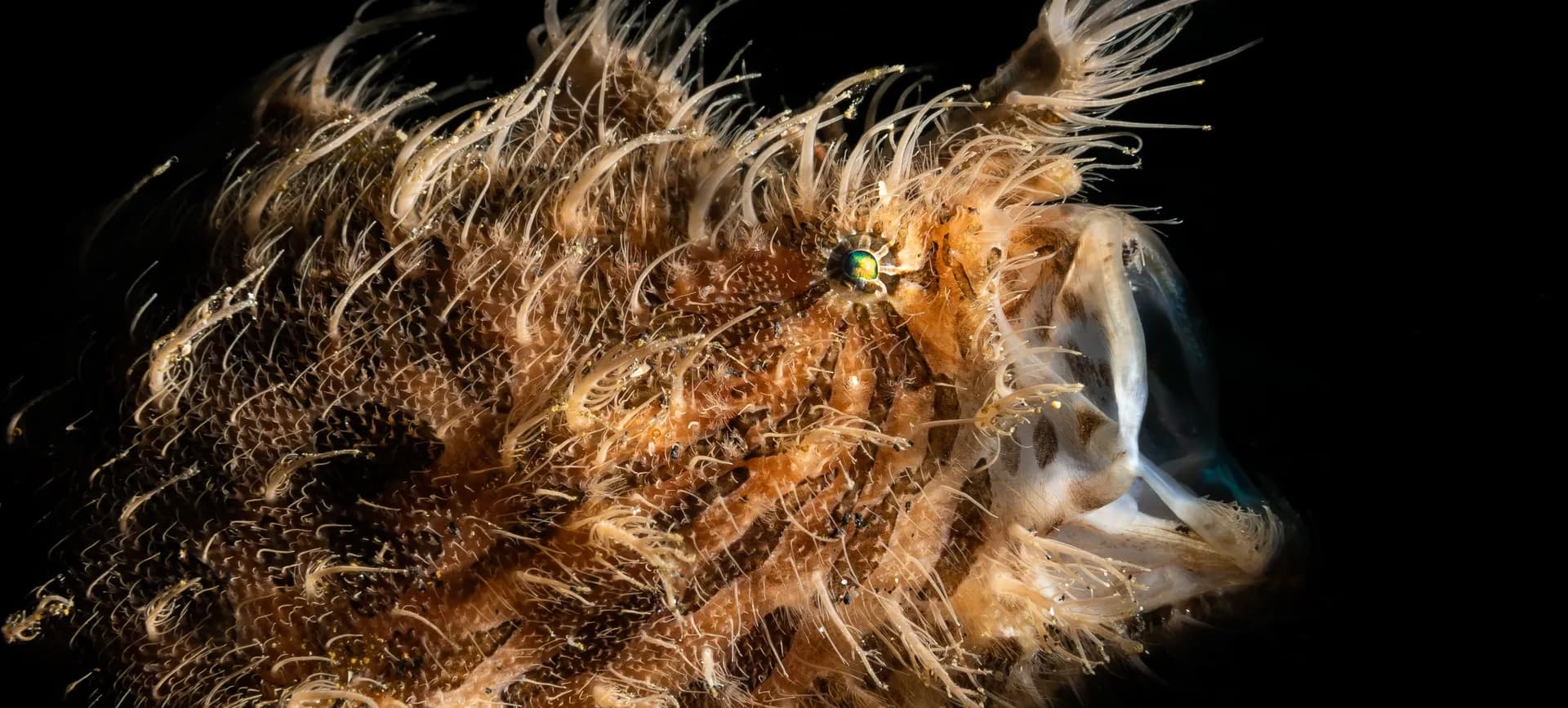 4_Hairy Frogfish.jpg