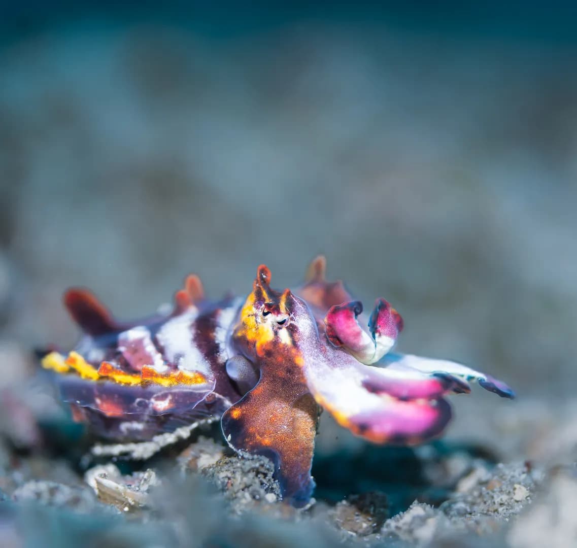 5_Flamboyant Cuttlefish.jpg