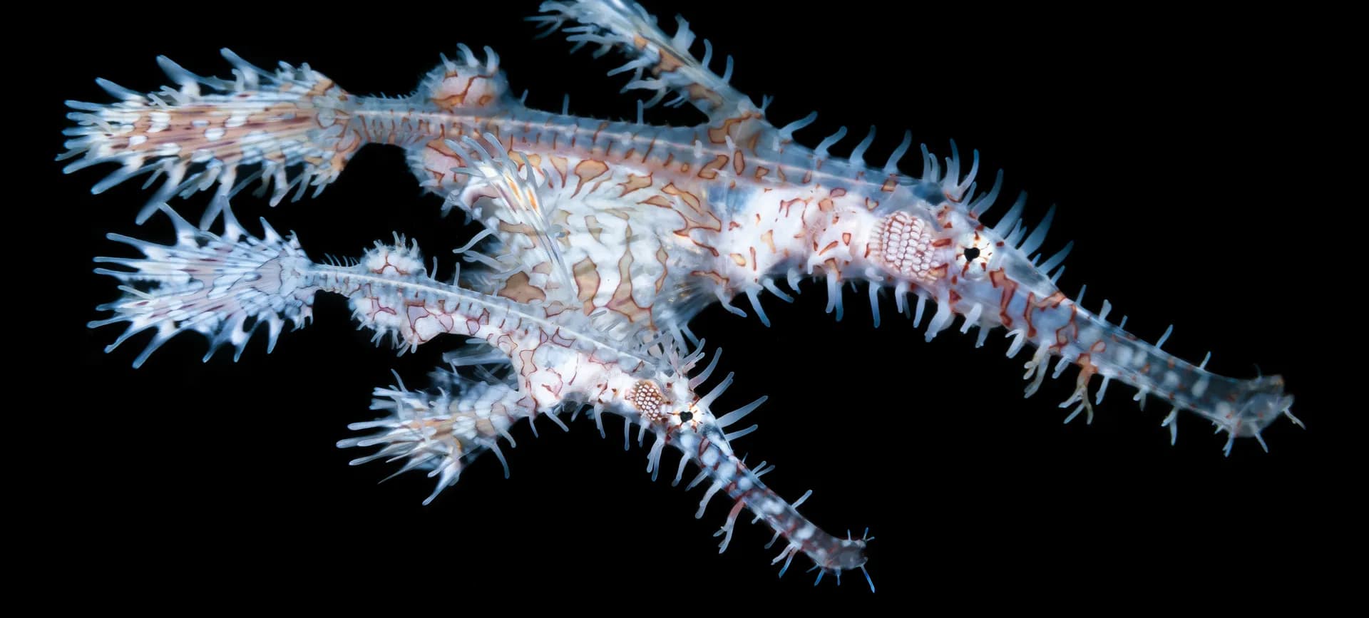 5_Ghost Pipefish.jpg