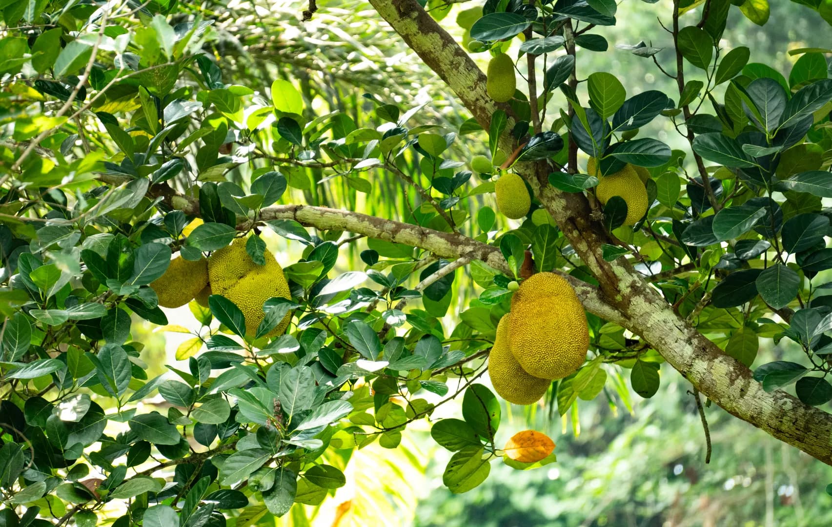 jackfruit