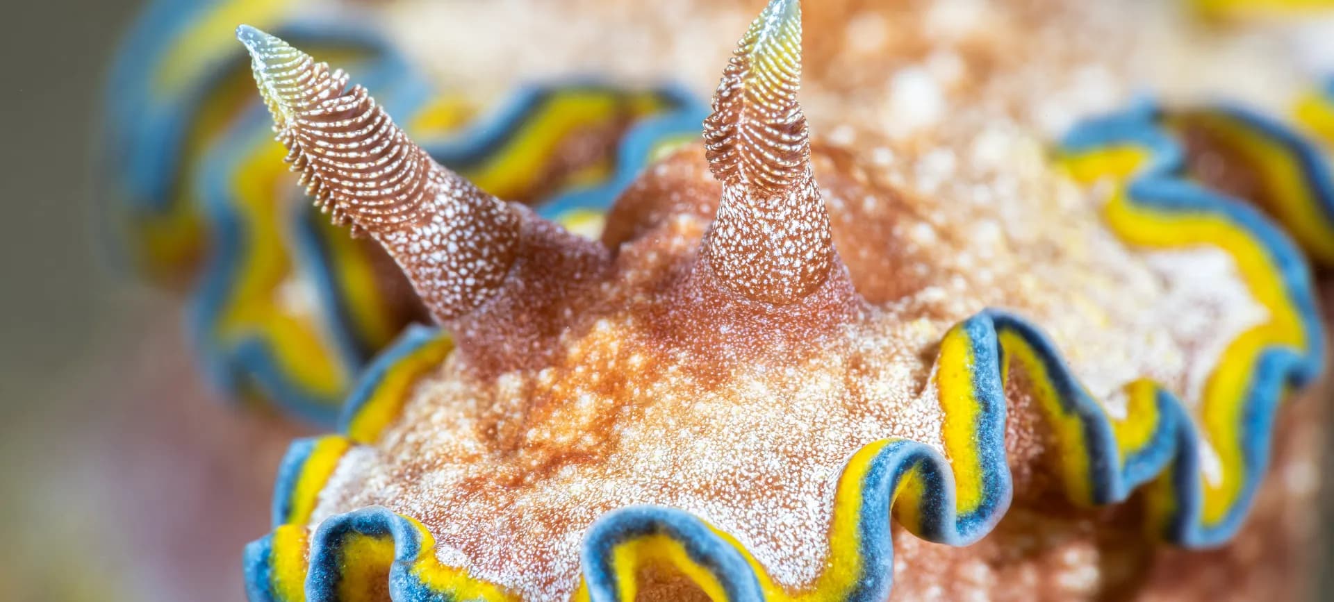 6_Nudibranch.jpg