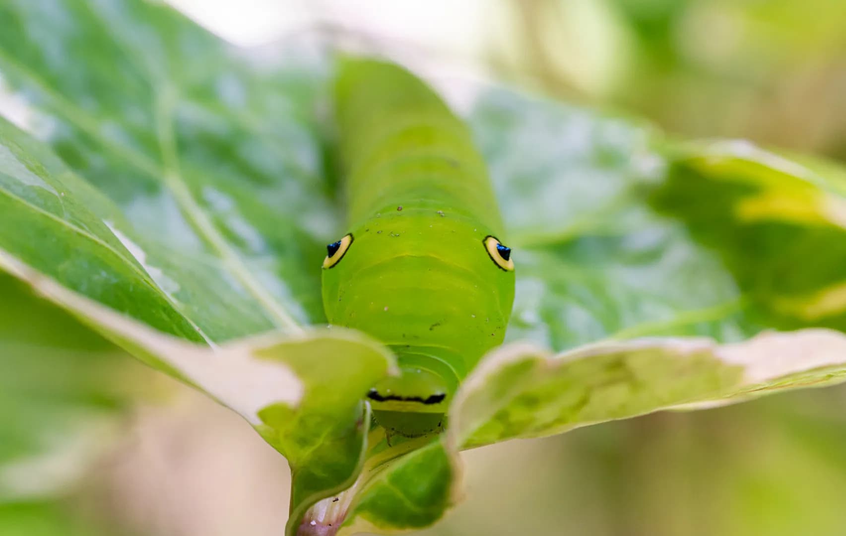 caterpillar