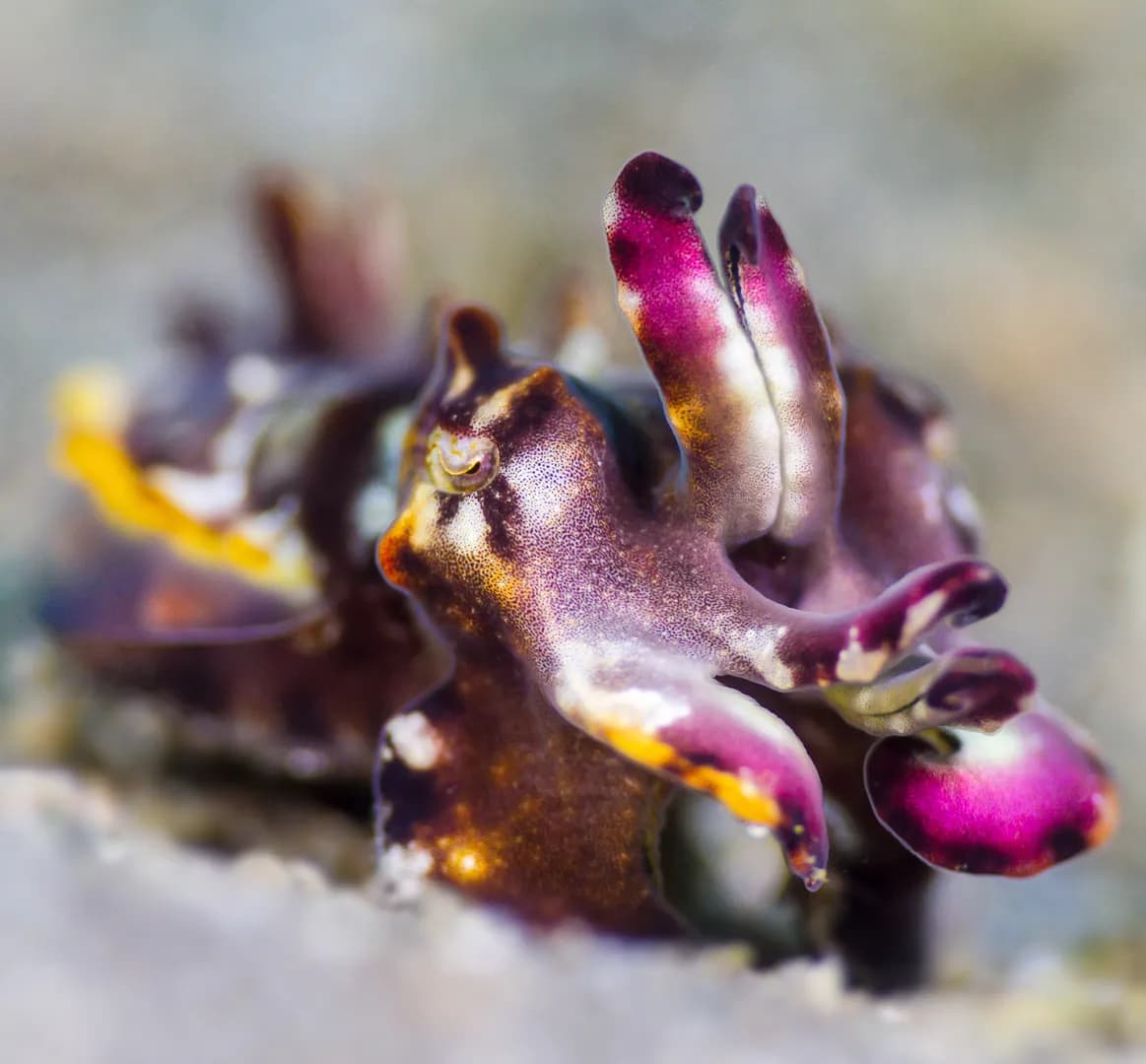 cuttlefish