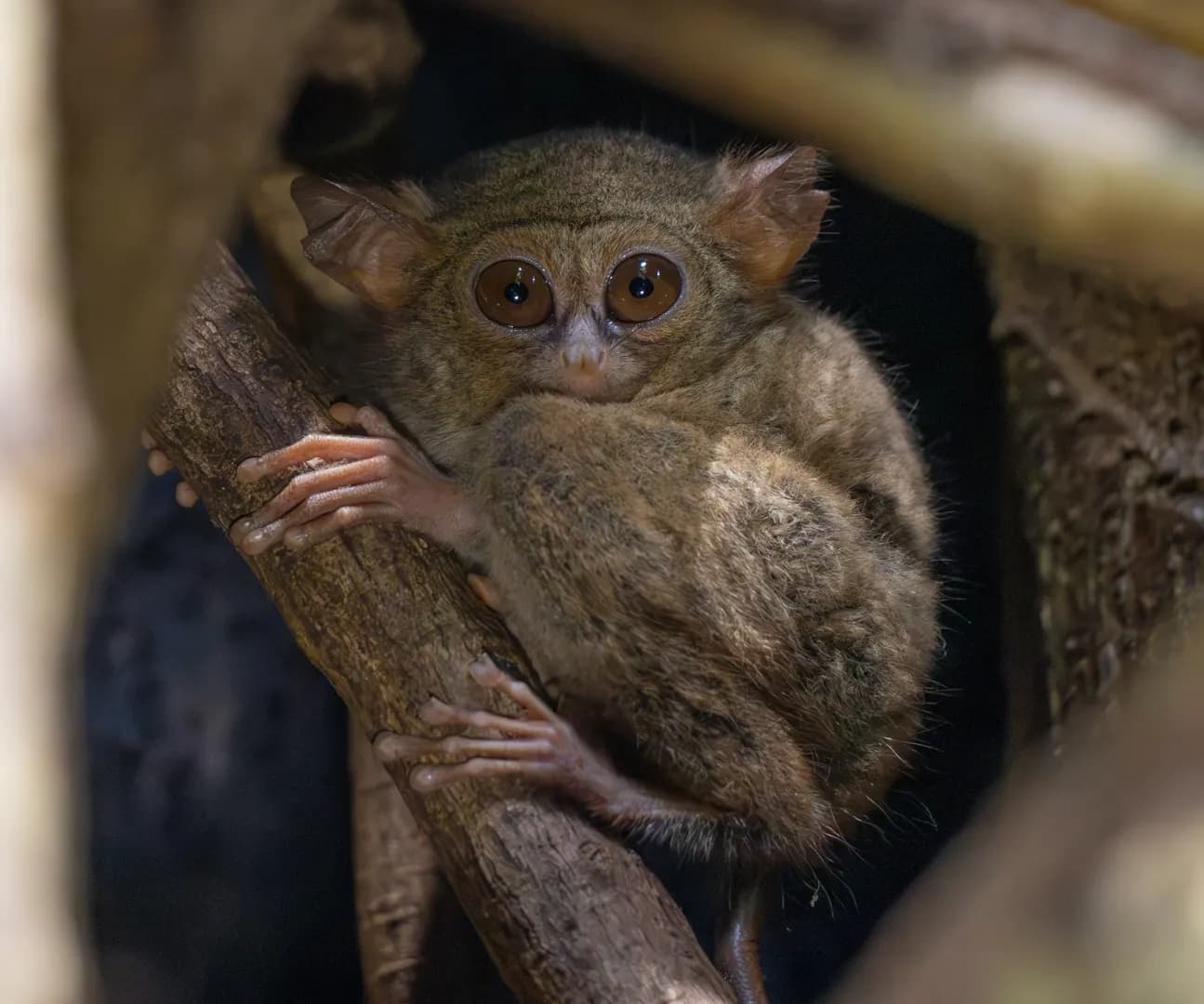 8_Tarsier.jpg