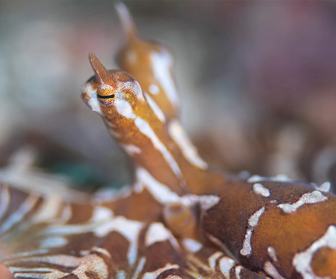 wunderpus