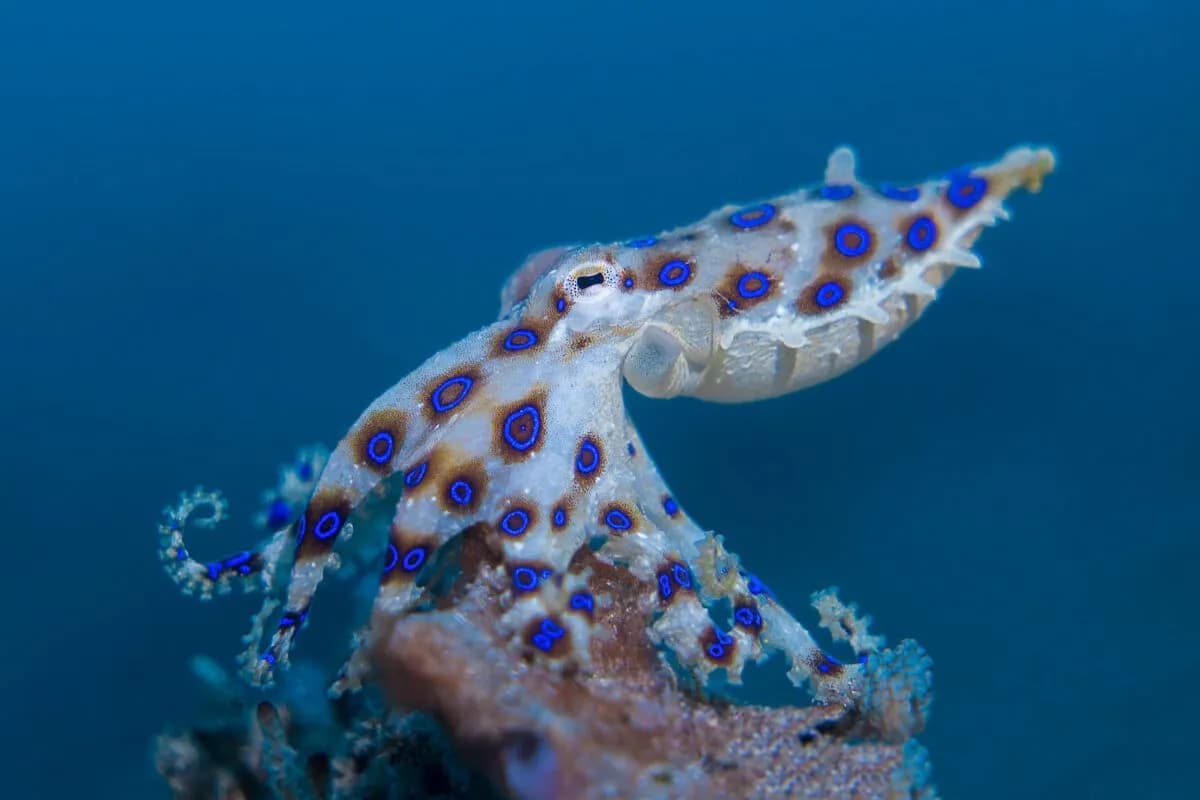 Blue ring Lembeh Resort