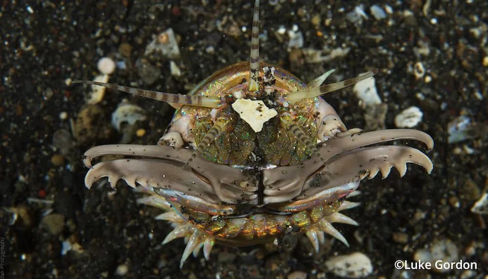 Bobbit Worm