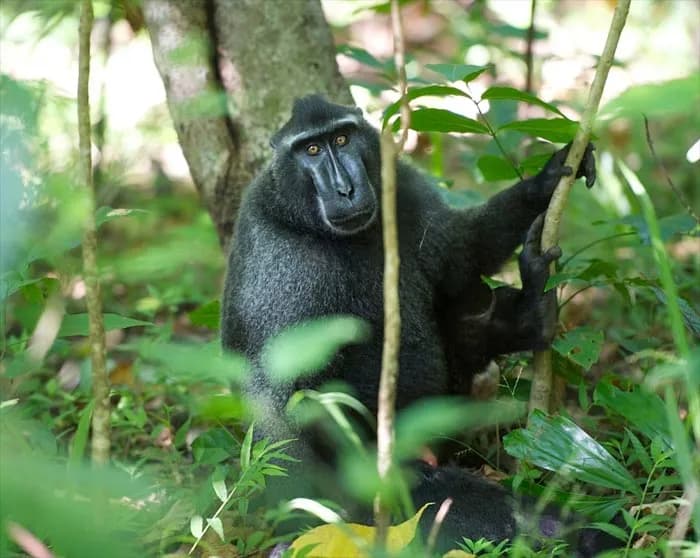 Celebes black macaque